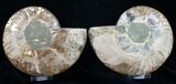 Gorgeous Polished Ammonite Pair - Agatized #11783-3